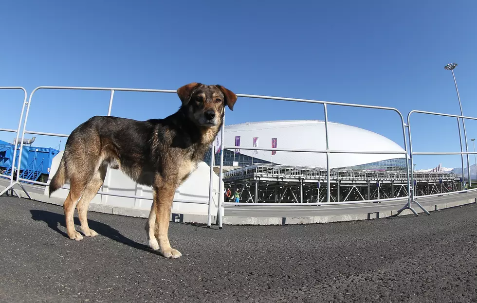 Stray Dog Danger At Sochi