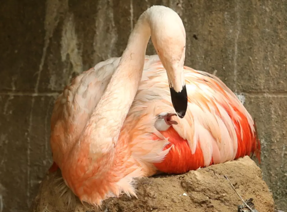 Someone Killing Flamingos At Frankfurt Zoo