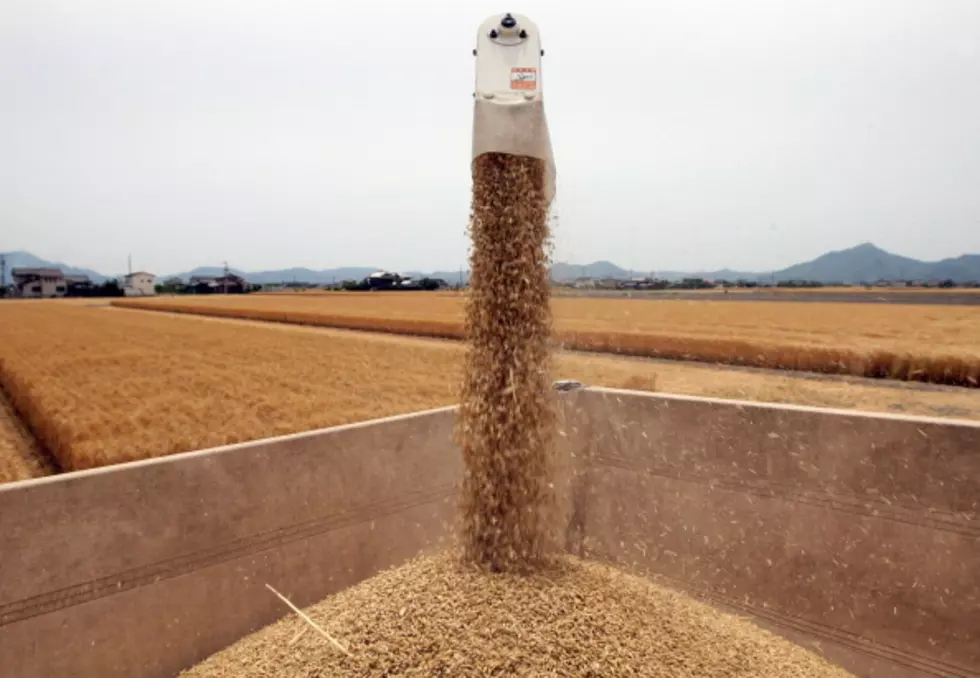 Grain Trading Higher, Cattle And Pork Lower On Chicago Board Of Trade