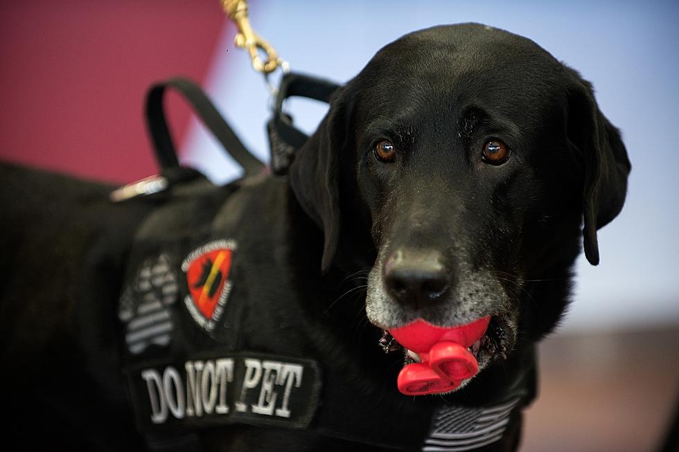 Amarillo Therapy Dogs Send to Las Vegas for First Anniversary of Shooting