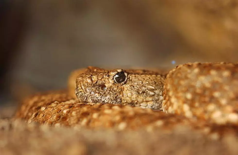 This Man Lived In A Snake Pit For 25 Days In Amarillo