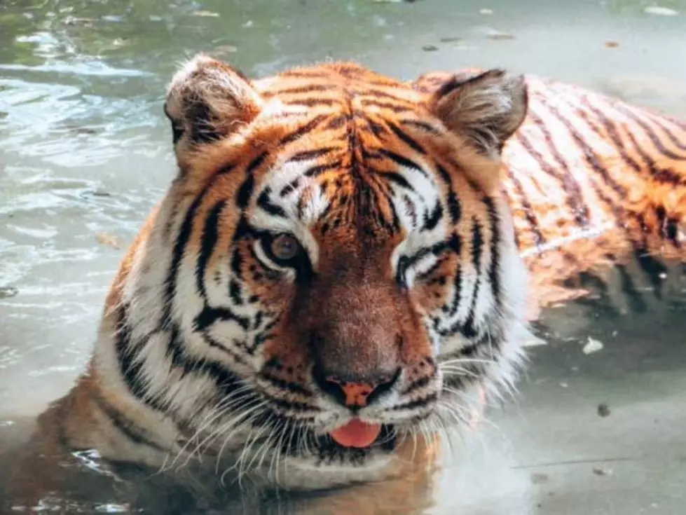 Amarillo Zoo’s Sabrina the Tiger passes at 16