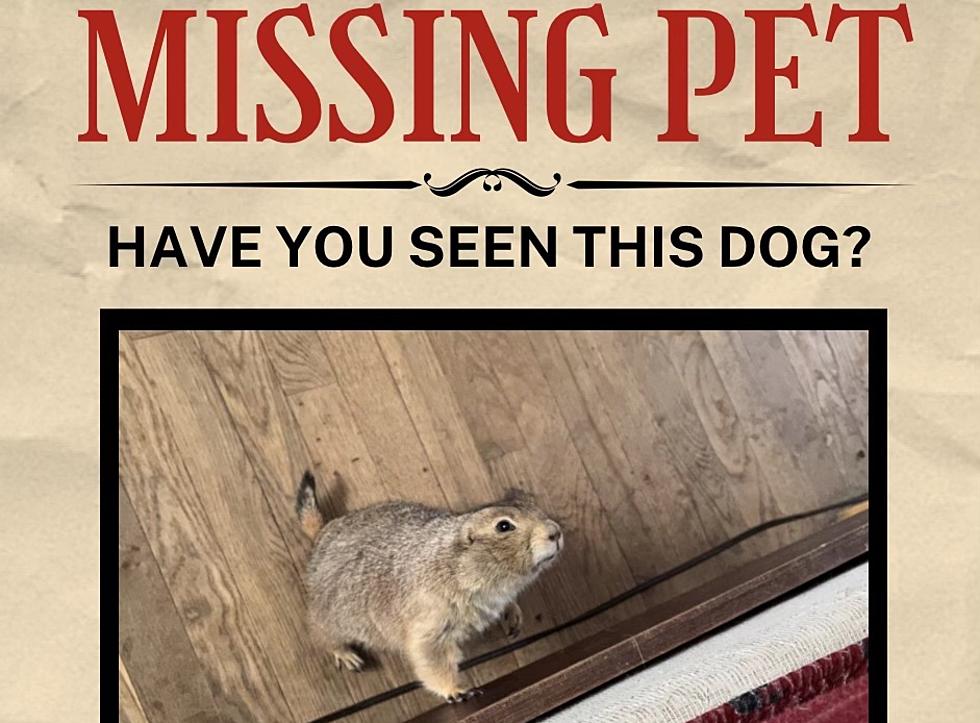 Prairie-Doggone: Help This Amarillo Woman Find Her Missing Prairie Dog