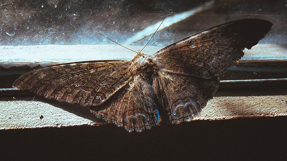 Tired of The Moths In Amarillo? Here’s 7 Ways To Keep Them Out.