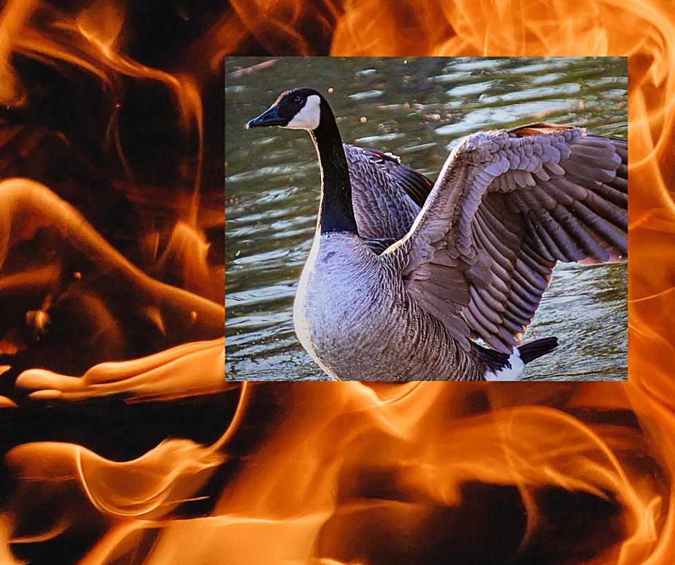 How To Fight Off And Survive Against Geese At Amarillo’s Parks