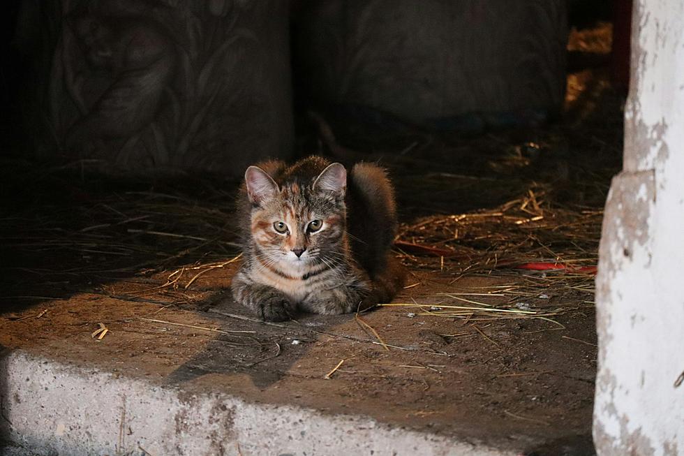 City of Amarillo Offering Up Free Barn Cats