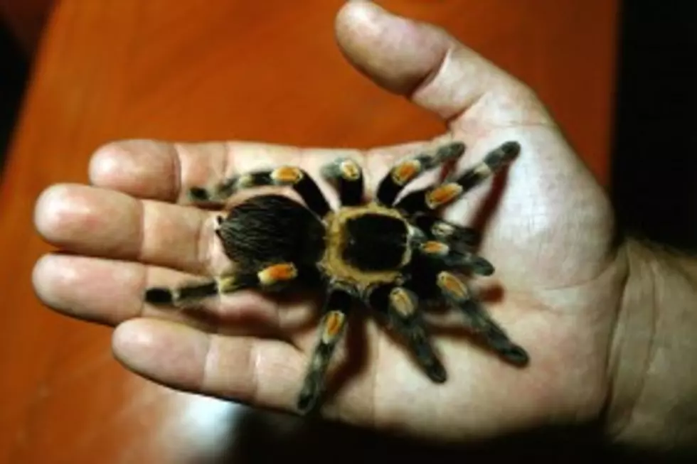 Man Jailed for Mailing Tarantulas