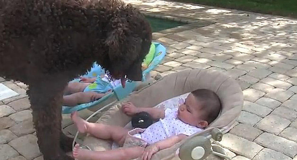 Dog Tries to Play Fetch With Lazy Twin Babies [VIDEO]