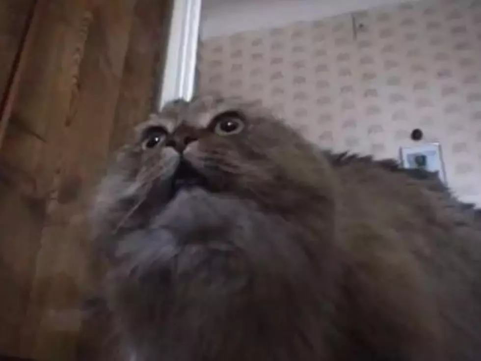 Cat Who Says ‘No No No’ Is World’s Biggest Sourpuss [VIDEO]