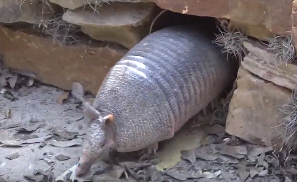 It's Armadillo Day in Texas