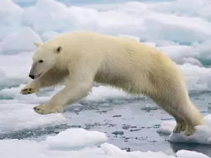Take An Icy Dip for Polar Bear Plunge Day