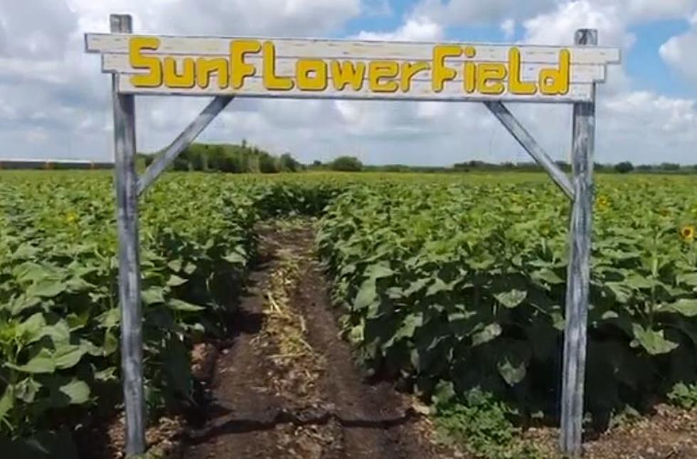 The Kids Will Love San Antonio’s Sunflower Field