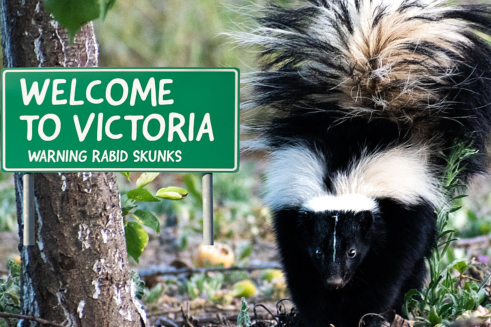Beware of Rabid Skunks In Victoria