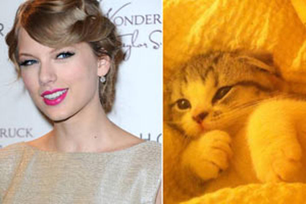 Taylor Swift’s Cat Demands Attention in Cute Home Video
