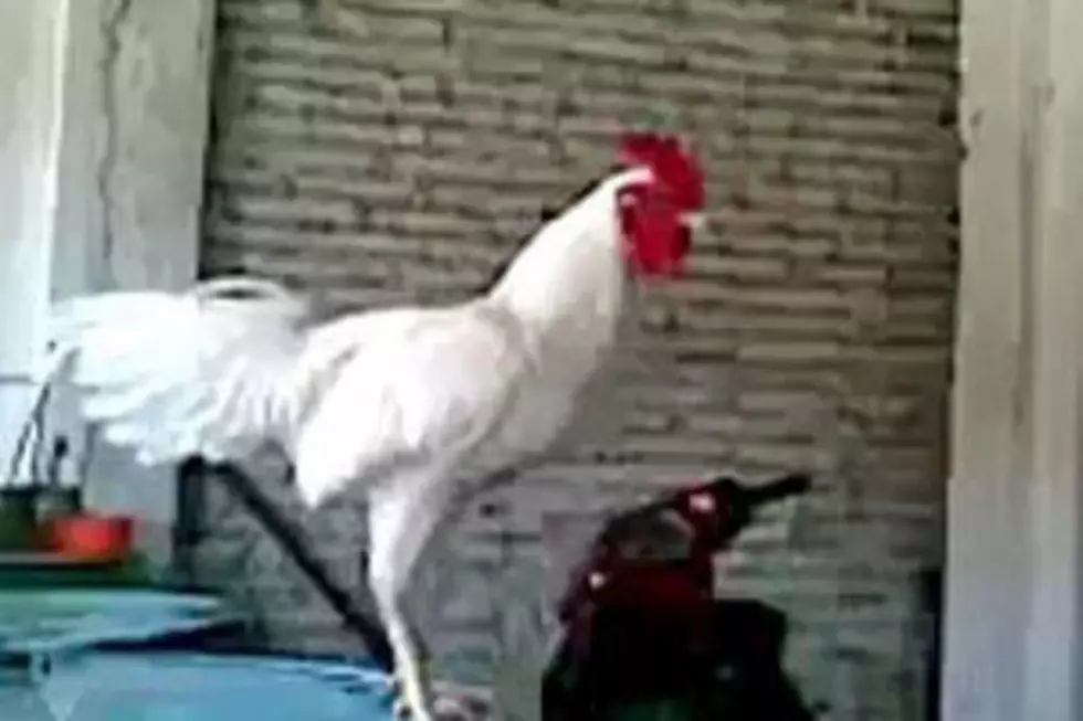 First the Screaming Goat, Now the Laughing Rooster