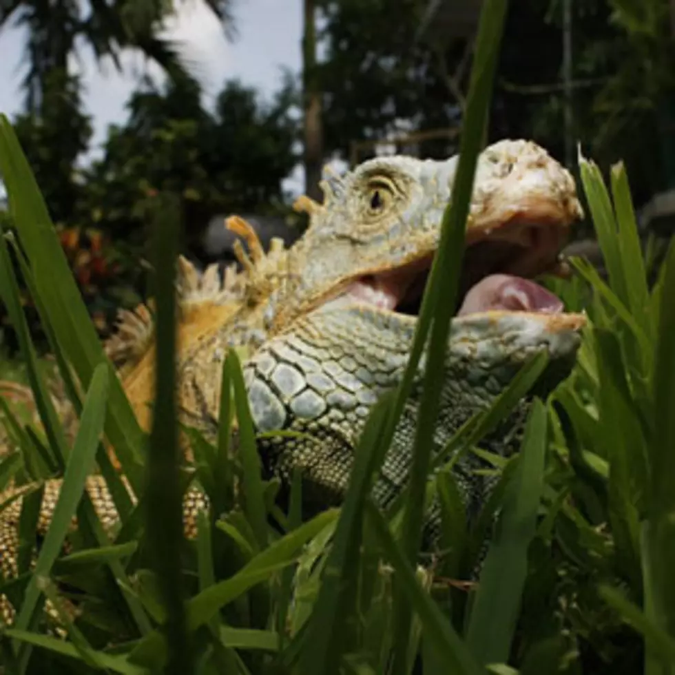 Iguana Found On Field at Highmark Stadium in Buffalo