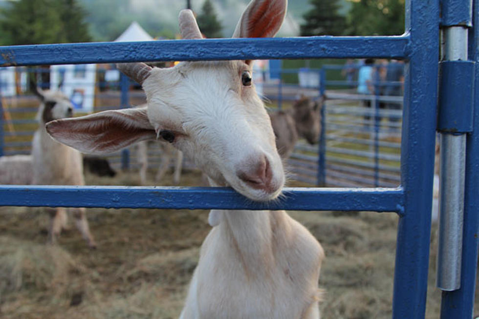 Give a Goat a Home …Seriously
