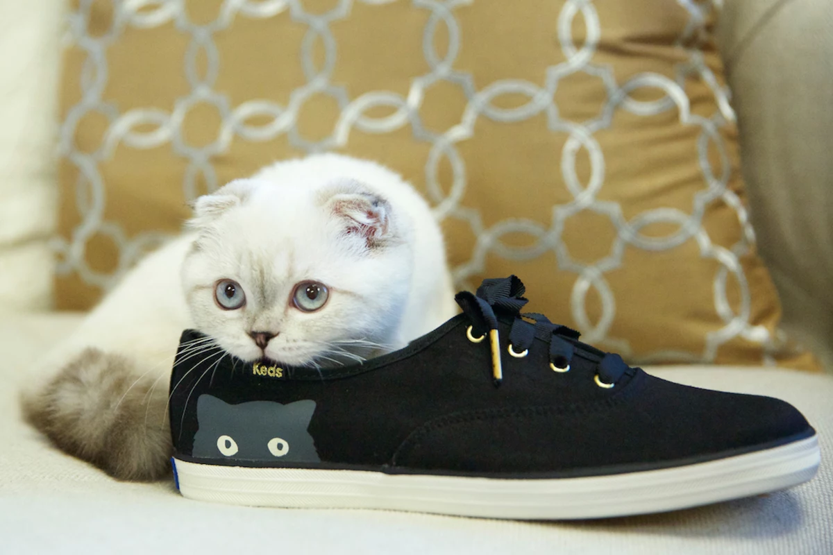 Taylor Swift Gets Perfect Model for Her 'Sneaky Cat' Keds
