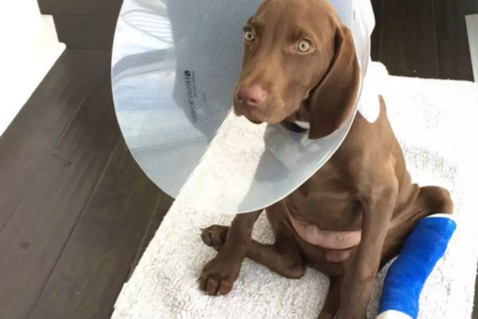 Brett Eldredge&#8217;s Puppy Suffers Broken Toe, But Remains Adorable