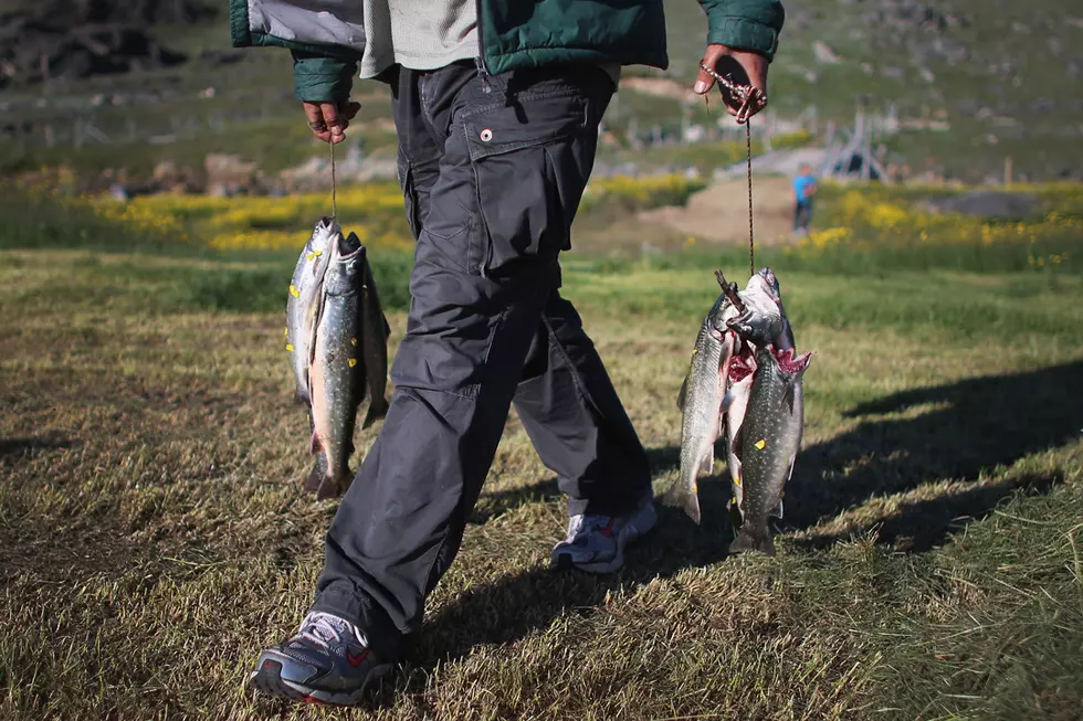 How Many Trophy Fish Have Been Caught In Wyoming This Summer?