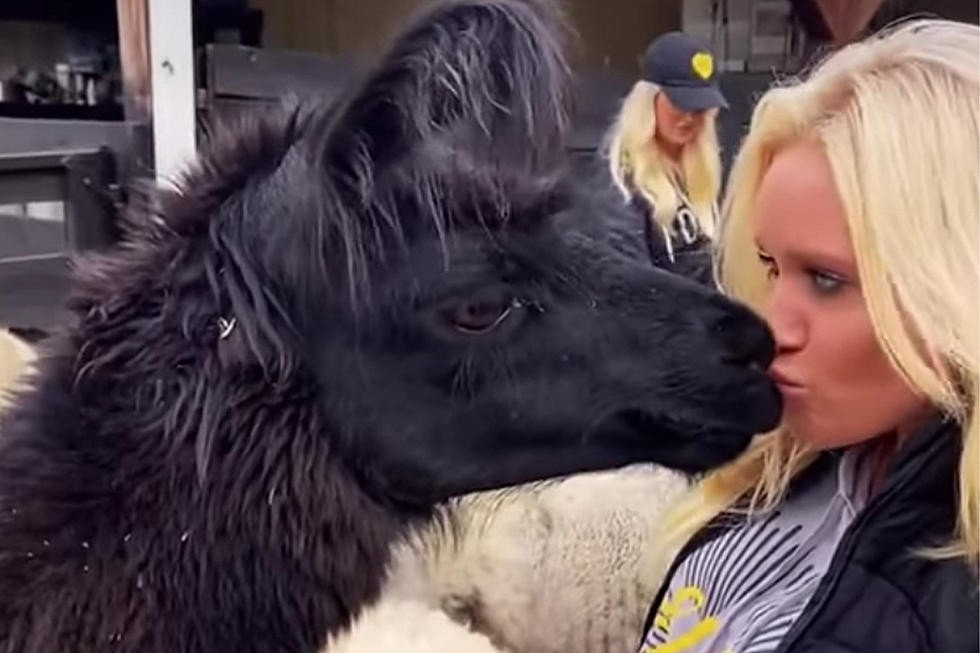Caroline Bryan Shows Off the Animals at Her Brett’s Barn Farm — There Are a Lot! [Watch]