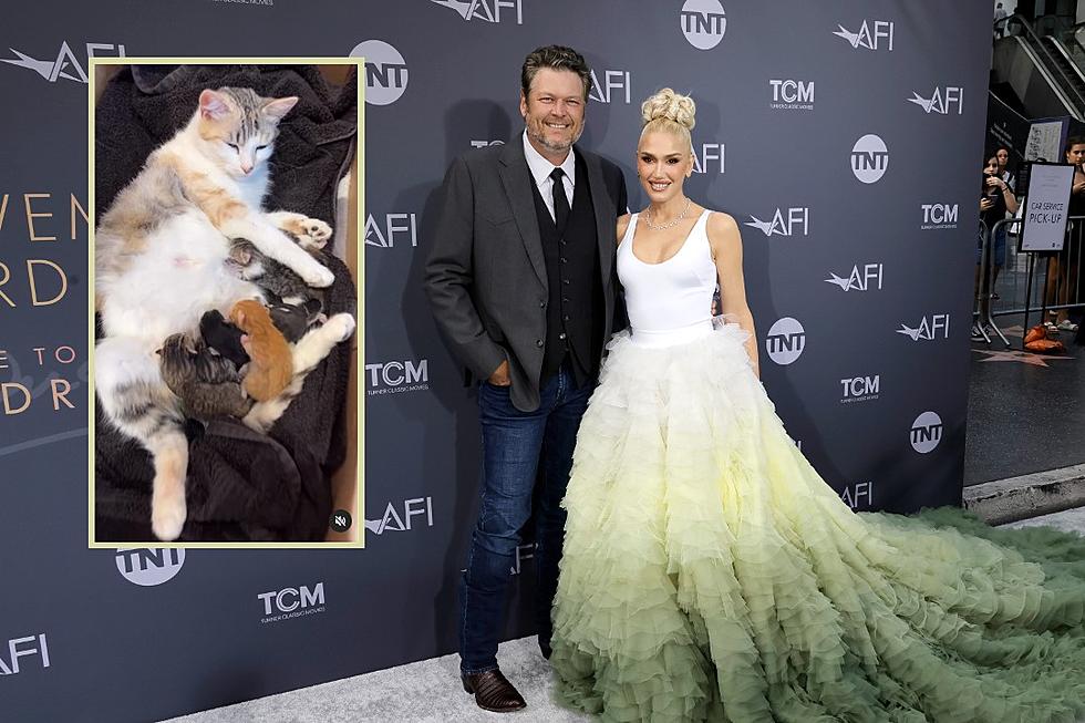 Blake Shelton + Gwen Stefani’s Cat Just Had Kittens + They Are So Cute! [Pictures]