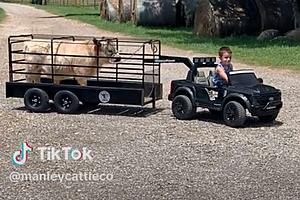 A Toddler Towing a Cow Is the Video You Didn’t Know You Needed...