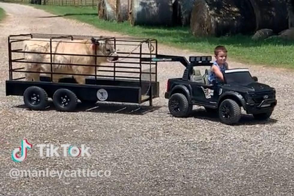 A Toddler Towing a Cow Is the Video You Need to See