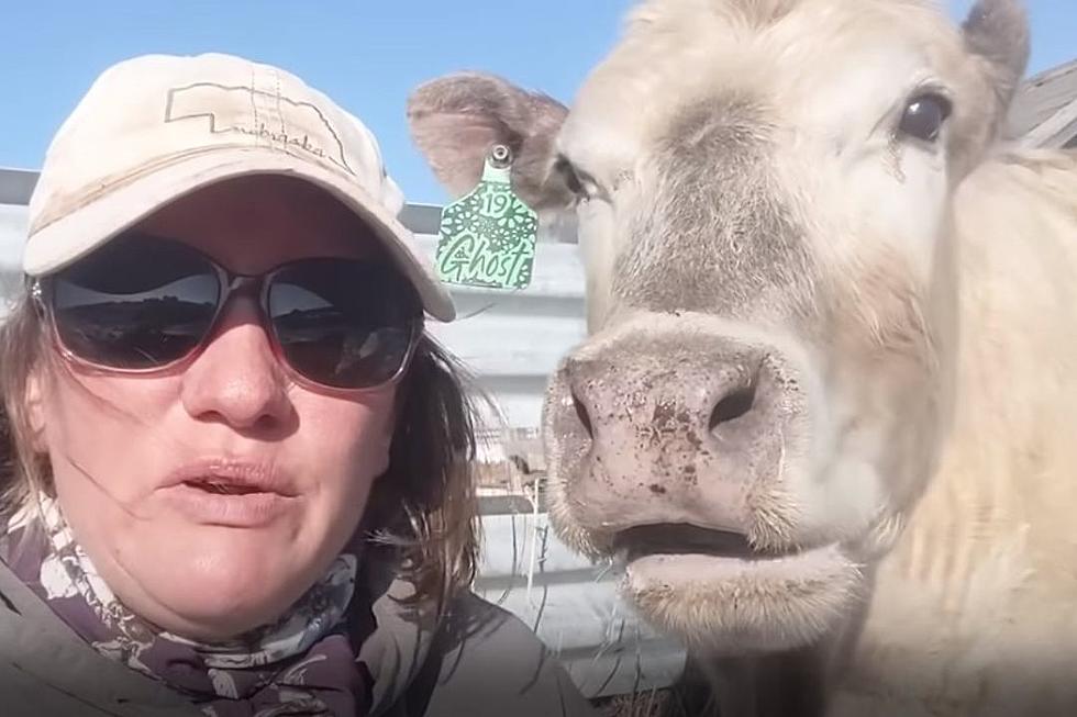 People Are Calling This The Smartest Cow in the World [Watch]
