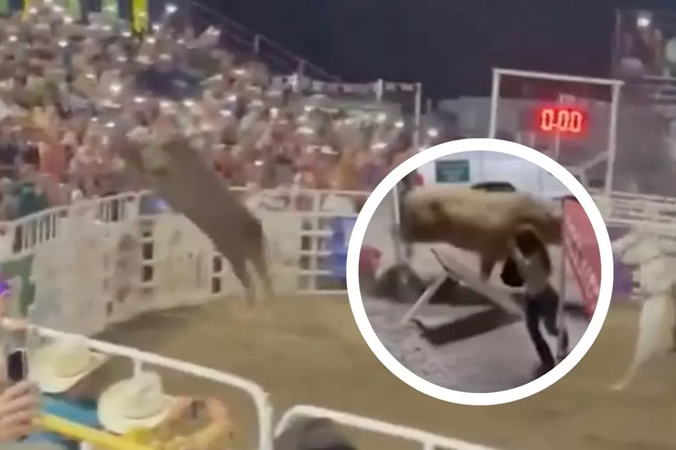 Rodeo Bull Jumps Into Crowd as Lee Greenwood Plays, Injures Three