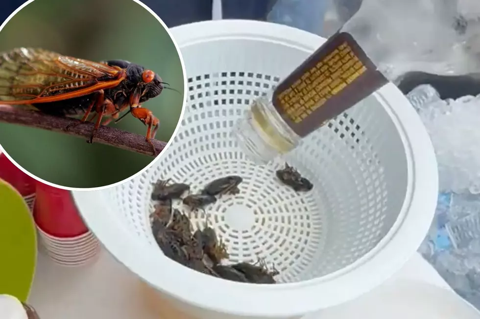 A Cicada Cocktail? Watch as People Try the New Drink