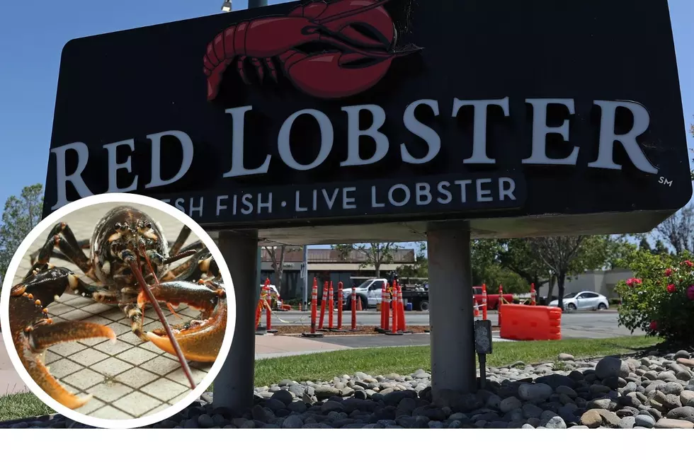 Super Rare Orange Lobster Rescued From Red Lobster Restaurant