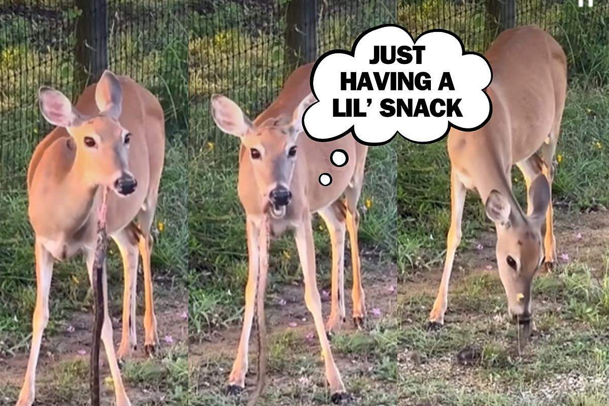 We bet you’ve never seen a deer eat a snake