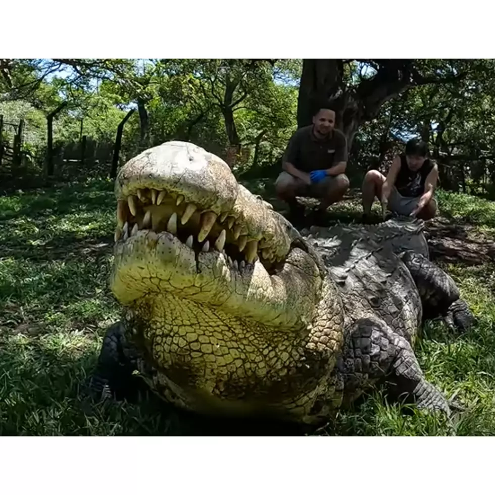 @WildCharles, Youtube