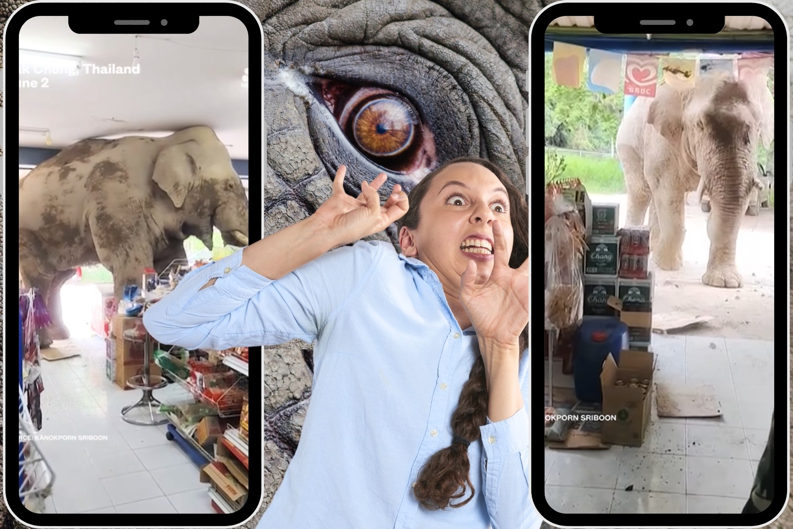 Escaped Elephant Walks Into Grocery Store + Starts Snacking