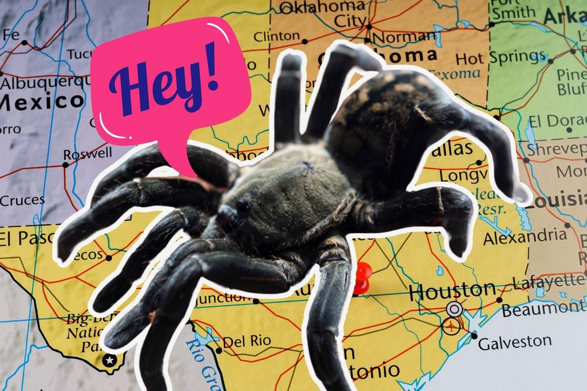 Country Roads? Try Spider Highways: ‘Hordes’ of Tarantulas Taking Over These States Soon