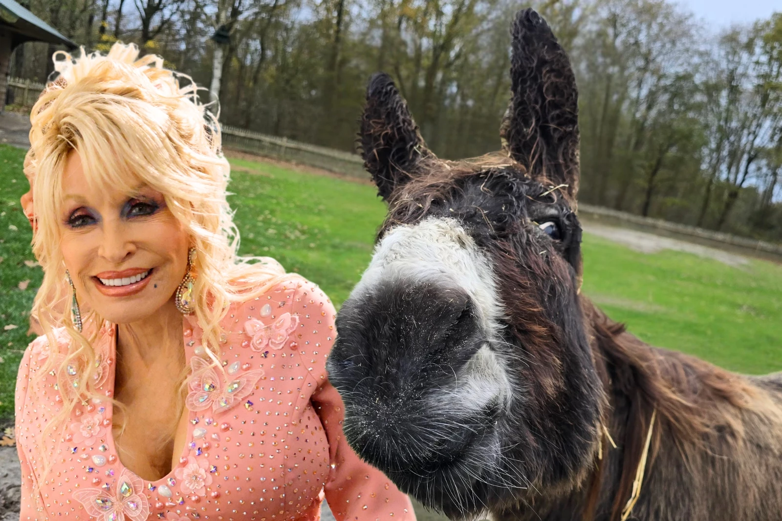 Miniature Donkey Dolly Parton Makes Surprise Getaway in Michigan