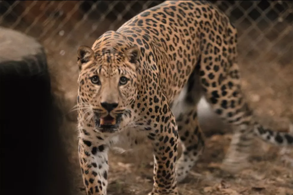 What happened to the leopard?