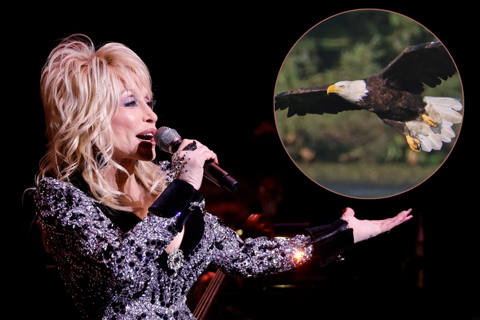 What Happened to Dollywood's Eagle Mountain Sanctuary?