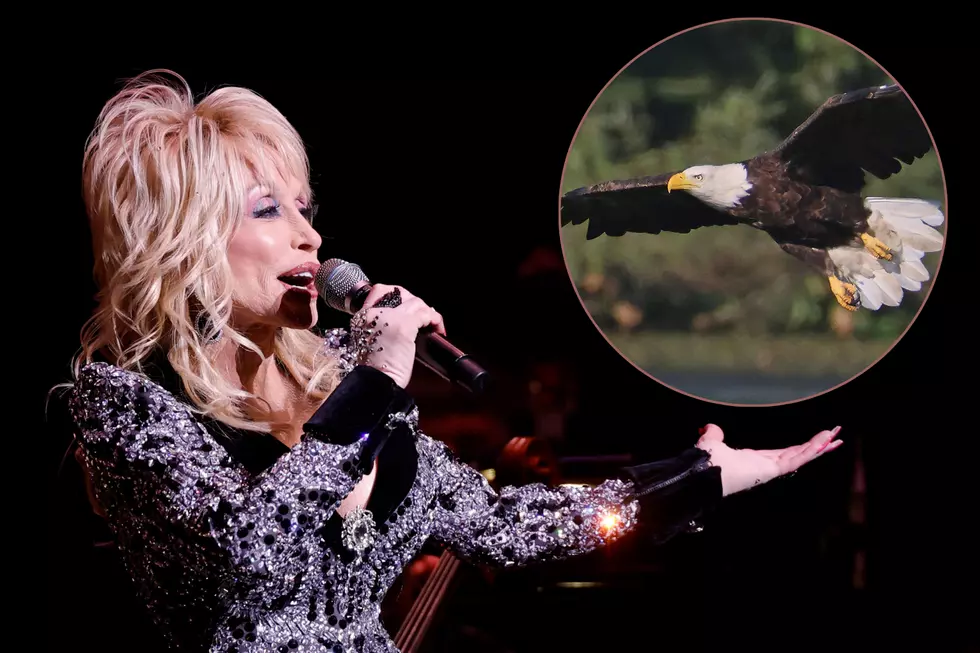 Dollywood's Bald Eagles Have Left the Park After 35 Years
