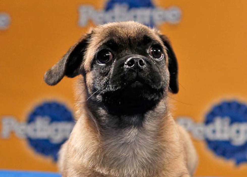 Cutest Puppies of the Puppy Bowl