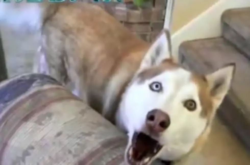 A Collection of Amazing Talking Dogs[VIDEO]