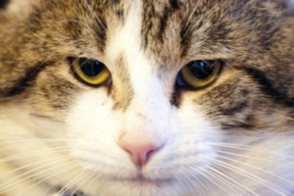 Five Eared Cat Found In Russia