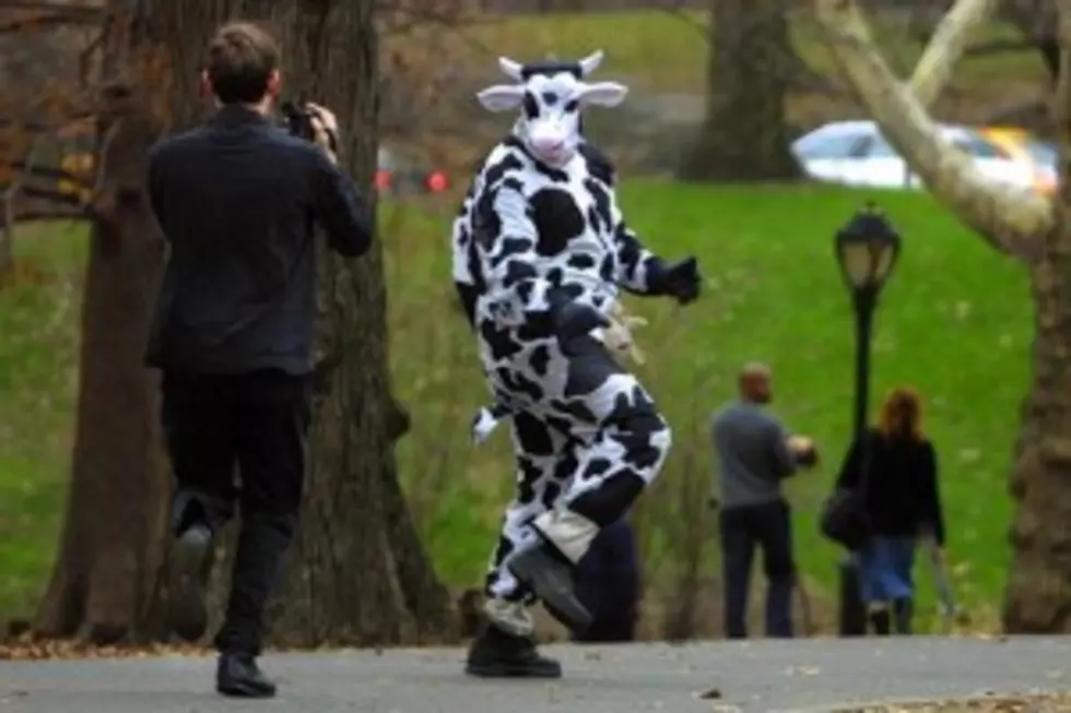 Man In Cow Suit Steals Milk