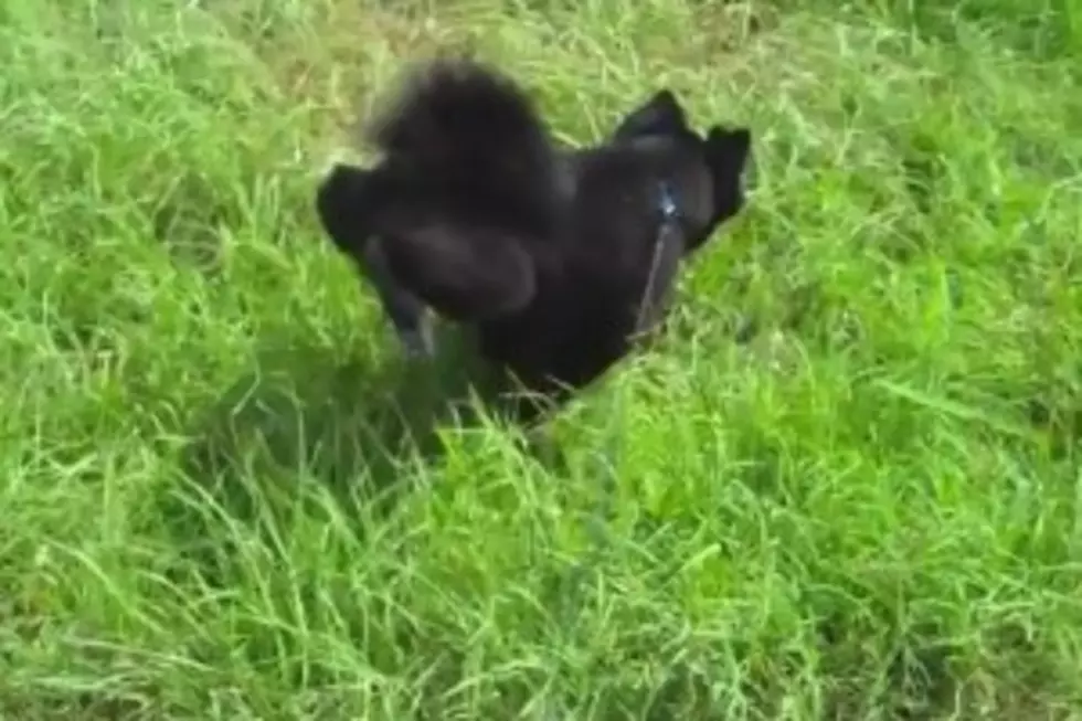 Dog Walks on Front Paws While He Takes Care of Business [VIDEO]