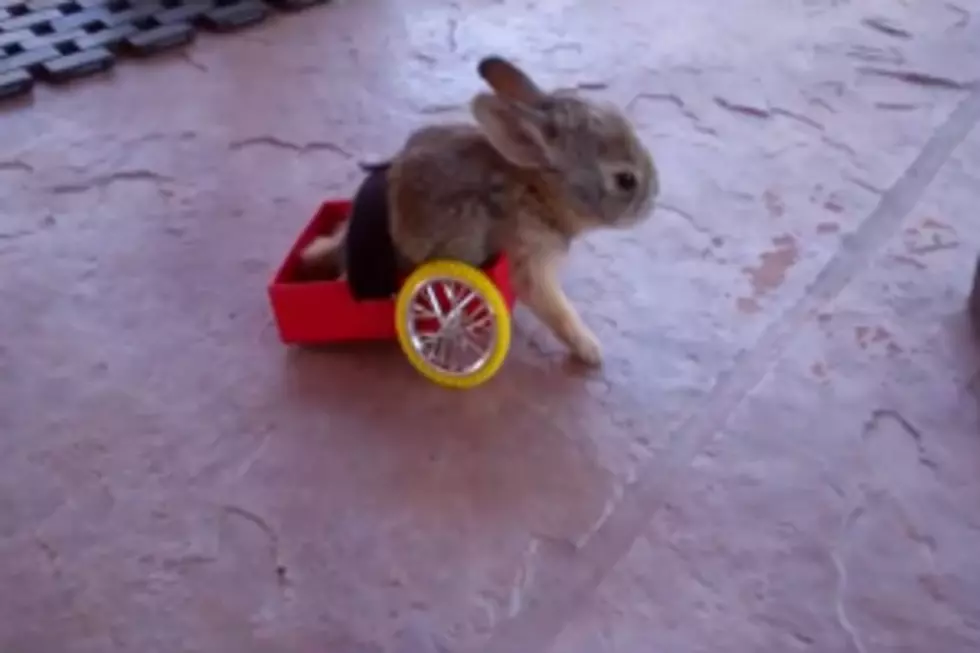 This is an aww moment&#8230;paralyzed bunny wheels around