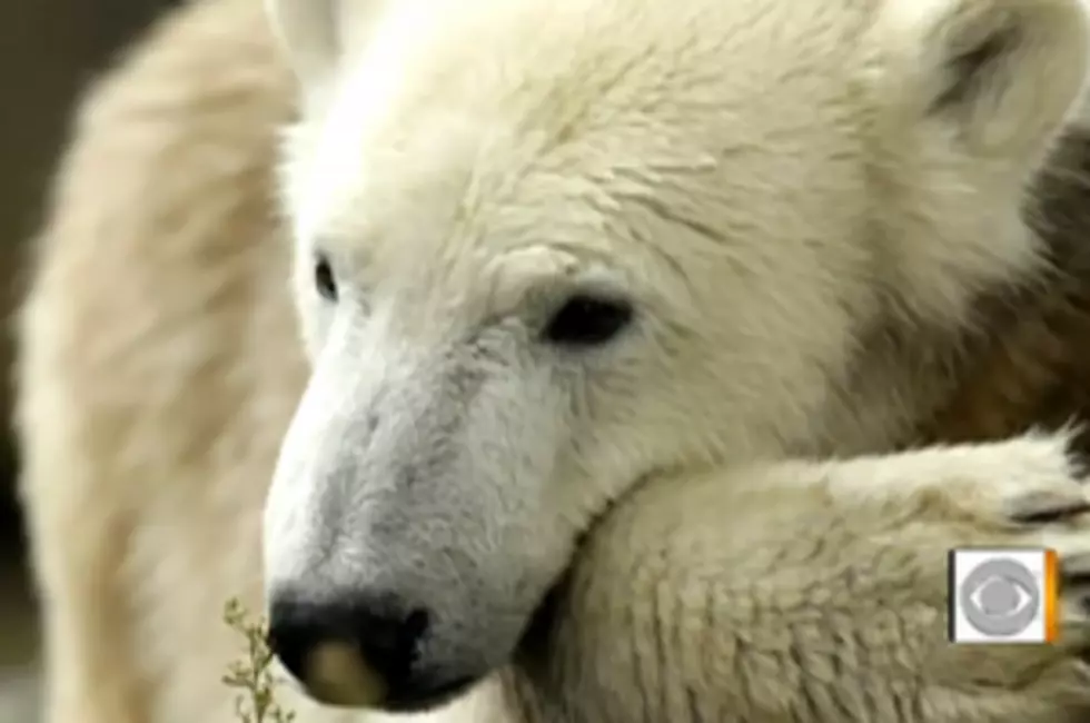 Mysterious Death of Knut the Polar Bear Revealed