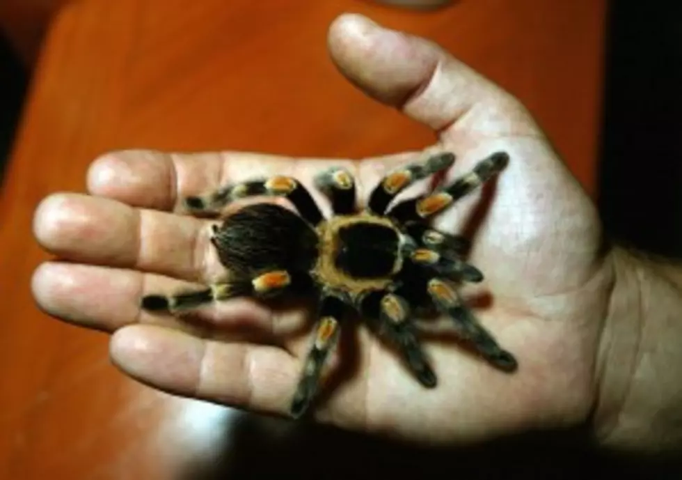 Man Jailed For Mailing Tarantulas