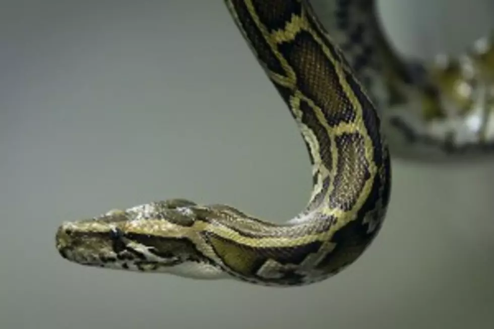 Giant Python Found Atop Garbage Truck in Ohio