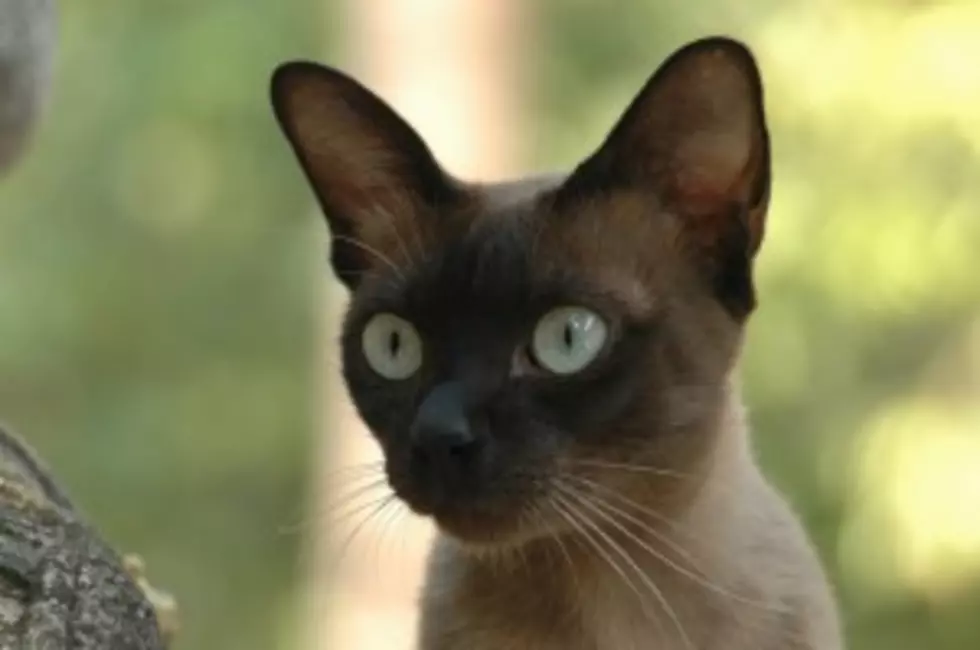 Cute Cat Is Accused Of Stealing More Than 600 Items From Neighbors!